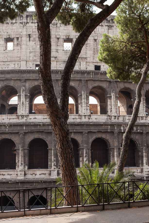 Ãrbol y Coliseo - Roma, Italia